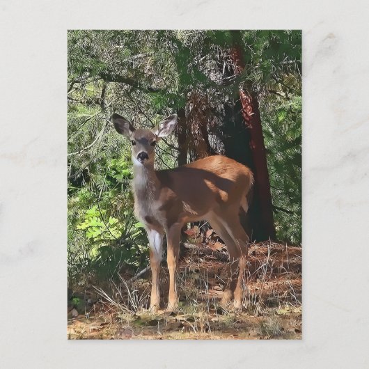FAWN #2 BRIEFKAART (Voorkant)