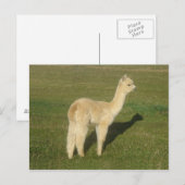 Fawn alpaca briefkaart (Voorkant / Achterkant)