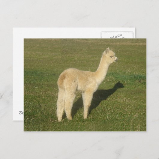 Fawn alpaca briefkaart (Voorkant / Achterkant)