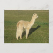 Fawn alpaca briefkaart (Voorkant)