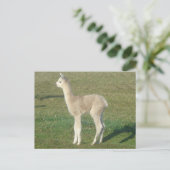Fawn alpaca cria briefkaart (Staand voorkant)