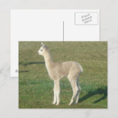 Fawn alpaca cria briefkaart (Voorkant / Achterkant)