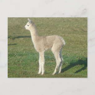 Fawn alpaca cria briefkaart