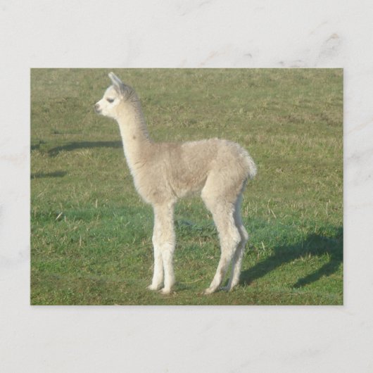 Fawn alpaca cria briefkaart (Voorkant)