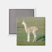 Fawn alpaca magneet (Voorkant / Achterkant)