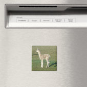 Fawn alpaca magneet (Insitu (Vaatwasser))