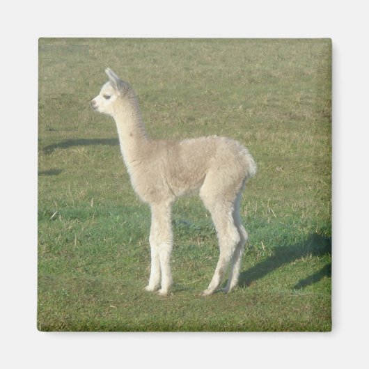 Fawn alpaca magneet (Voorkant)