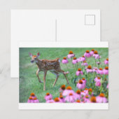 Fawn and Coneflowers, Ohio Briefkaart (Voorkant / Achterkant)