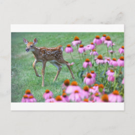 Fawn and Coneflowers, Ohio Briefkaart