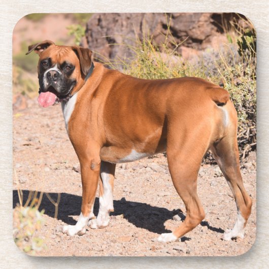 Fawn and White Boxer Puppy Dog Bier Onderzetter (Voorkant)