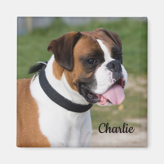 Fawn and White Boxer Puppy Dog Magneet (Voorkant)