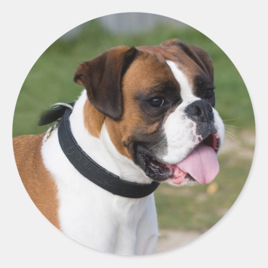 Fawn and White Boxer Puppy Dog Ronde Sticker (Voorkant)
