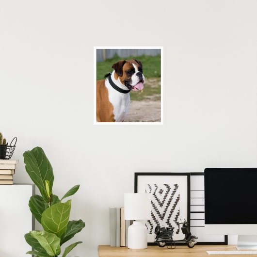 Fawn and White Boxer Standing Poster (Thuiskantoor)