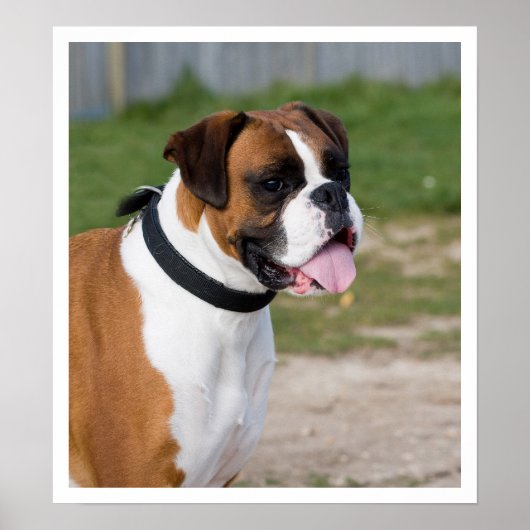 Fawn and White Boxer Standing Poster (Voorkant)
