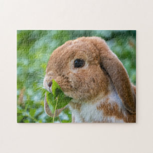 Fawn and White Holland Lop Bunny Rabbit Legpuzzel