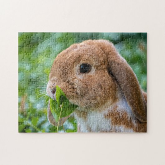 Fawn and White Holland Lop Bunny Rabbit Legpuzzel (Horizontaal)