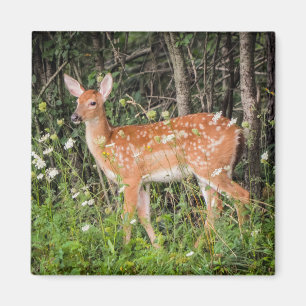 Fawn Baby Deer Woodland Animals Magneet