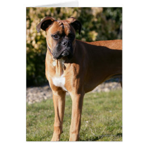 Fawn Boxer Dog Standing