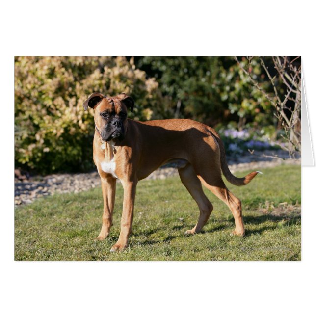 Fawn Boxer Dog Standing (Voorkant Horizontaal)