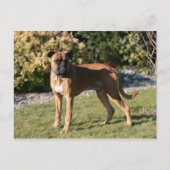 Fawn Boxer Dog Standing Briefkaart (Voorkant)