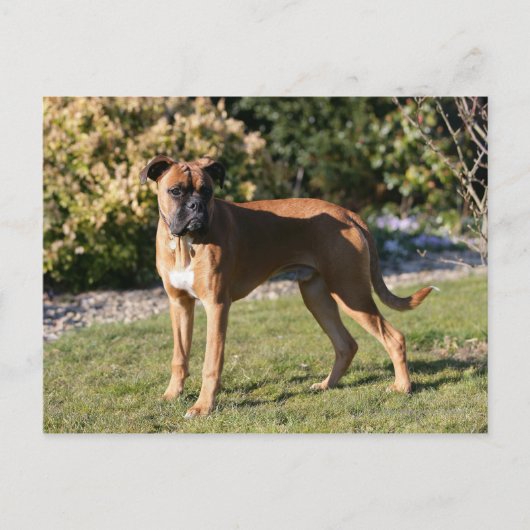 Fawn Boxer Dog Standing Briefkaart (Voorkant)