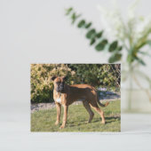 Fawn Boxer Dog Standing Briefkaart (Staand voorkant)