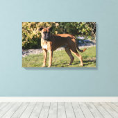 Fawn Boxer Dog Standing Canvas Afdruk (Insitu (Houten vloer))