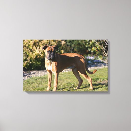 Fawn Boxer Dog Standing Canvas Afdruk (Voorkant)