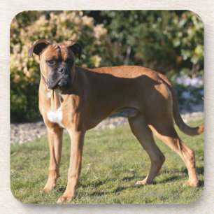 Fawn Boxer Dog Standing Drankjes Onderzetter