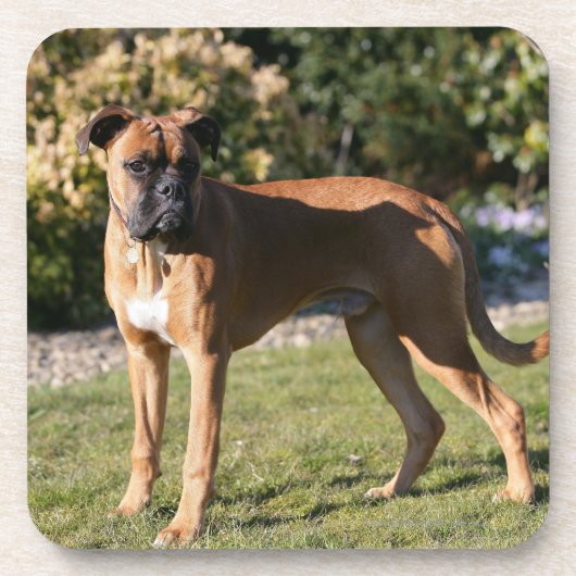 Fawn Boxer Dog Standing Drankjes Onderzetter (Voorkant)
