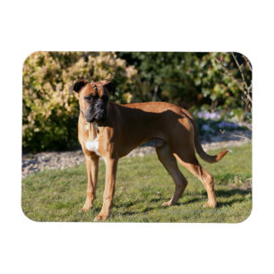 Fawn Boxer Dog Standing Magneet