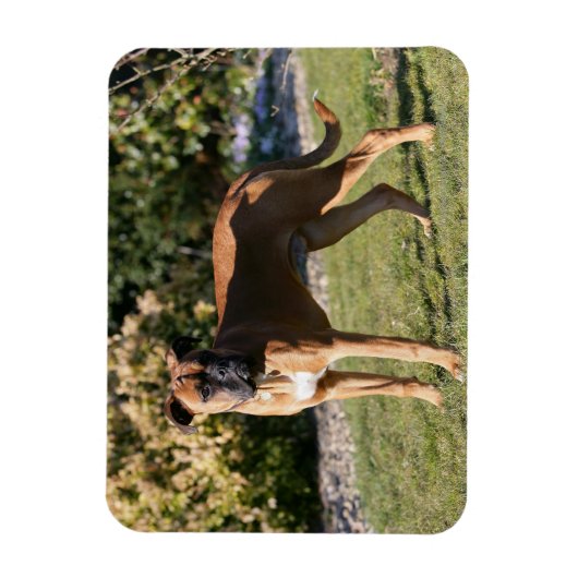Fawn Boxer Dog Standing Magneet (Verticaal)