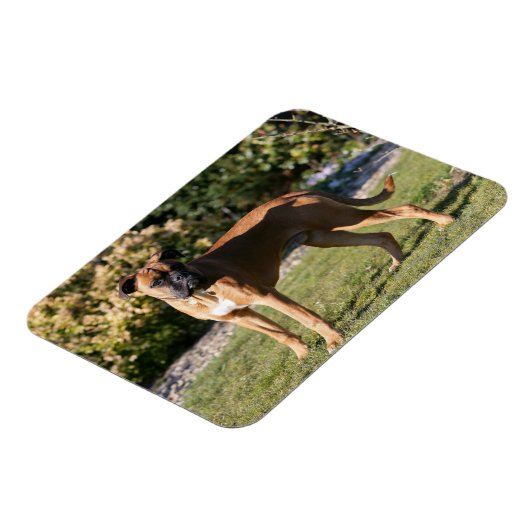 Fawn Boxer Dog Standing Magneet (Linkerzijde)