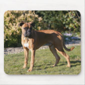Fawn Boxer Dog Standing Muismat (Voorkant)
