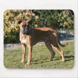 Fawn Boxer Dog Standing Muismat
