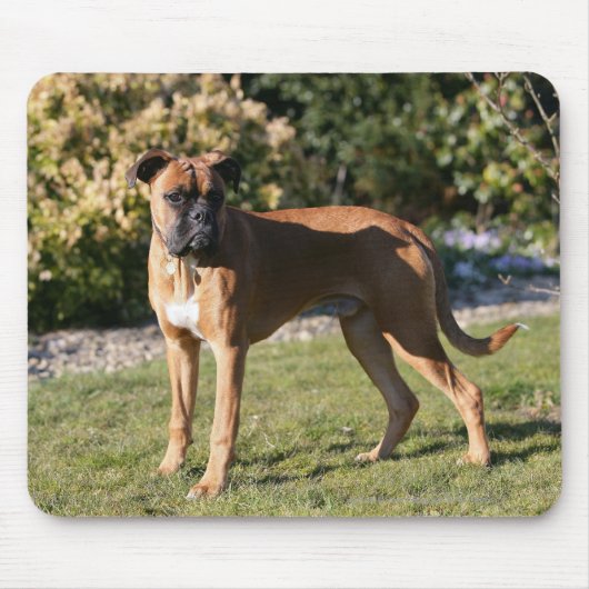 Fawn Boxer Dog Standing Muismat (Voorkant)