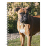 Fawn Boxer Dog Standing Notitieboek (Voorkant)