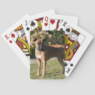 Fawn Boxer Dog Standing Pokerkaarten