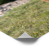 Fawn Boxer Dog Standing Poster (Hoek)