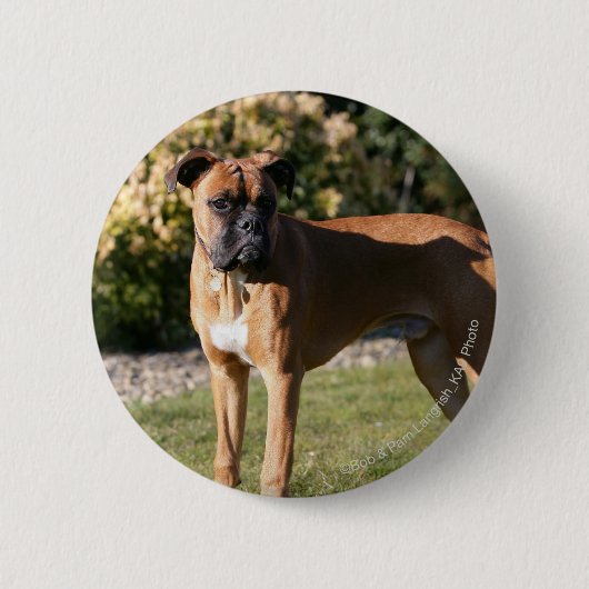 Fawn Boxer Dog Standing Ronde Button 5,7 Cm (Voorkant)
