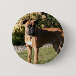 Fawn Boxer Dog Standing Ronde Button 5,7 Cm