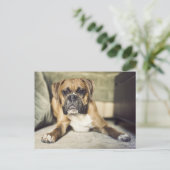 Fawn Boxer Pup Briefkaart (Staand voorkant)