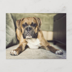 Fawn Boxer Pup Briefkaart