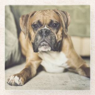 Fawn Boxer Pup Glazen Onderzetter