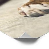 Fawn Boxer Pup Poster (Hoek)