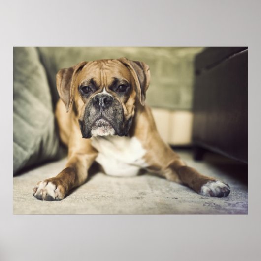 Fawn Boxer Pup Poster (Voorkant)
