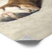 Fawn Boxer Pup Poster (Hoek)
