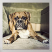 Fawn Boxer Pup Poster (Voorkant)