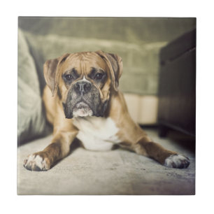 Fawn Boxer Pup Tegeltje