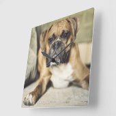 Fawn Boxer Pup Vierkante Klok (Hoek)